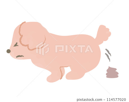 貴賓犬,一種排泄大量便便的狗,沒有主線 貴賓犬,一種排泄大量便便的狗,沒有主線 114577020