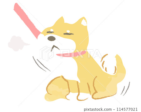 拒絕行走且不動的狗 柴犬 無主線。 拒絕行走且不動的狗 柴犬 無主線。 114577021