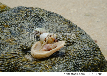 竹富島凱地海灘珊瑚岩上的寄居蟹 114577040