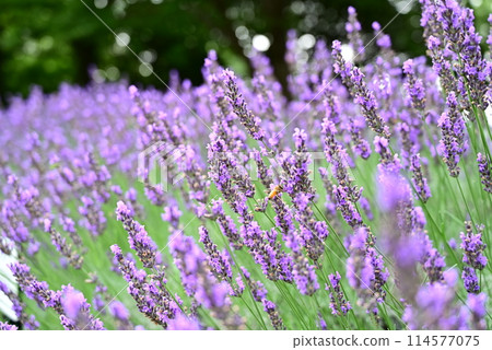 A bee sucking nectar in a lavender field 114577075