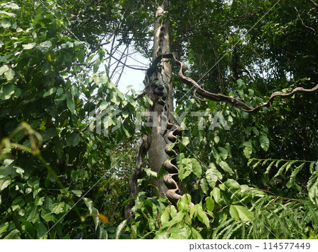 A large, crooked vine was wrapped around a tree in the middle of the forest A large, crooked vine was wrapped around a tree in the middle of the forest 114577449
