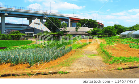 Field scenery at Adachi City Agricultural Park Field scenery at Adachi City Agricultural Park 114577457
