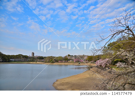 [愛知縣] 名古屋市：春天，和平公園的貓鴨洞垂枝櫻花盛開 114577479