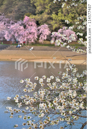 [Aichi Prefecture] Cherry blossoms blooming at Nekogahora Pond in Peace Park in spring in Nagoya City 114577487