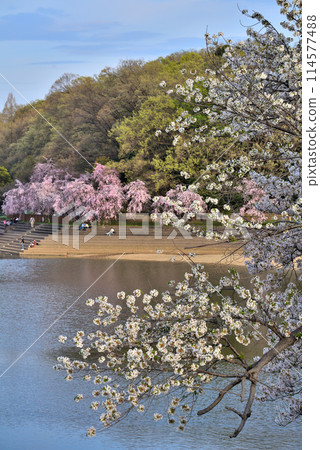 [愛知縣] 名古屋市：春天，和平公園的貓鴨洞櫻花盛開 114577488