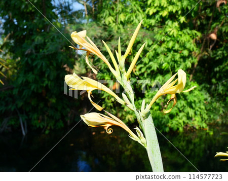 flower, blossom, bloom 114577723