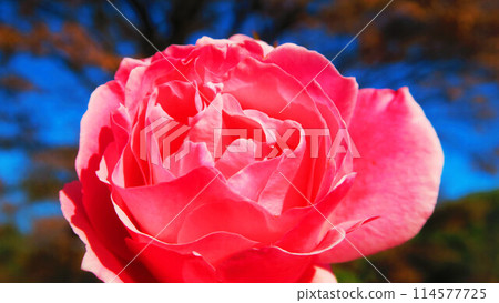 A single pink rose flower landscape A single pink rose flower landscape 114577725
