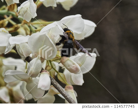 里山的白紫藤花和日本木蜂 里山的白紫藤花和日本木蜂 114577745