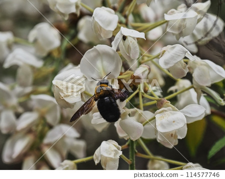 White wisteria flowers and a Japanese carpenter bee in Satoyama 114577746