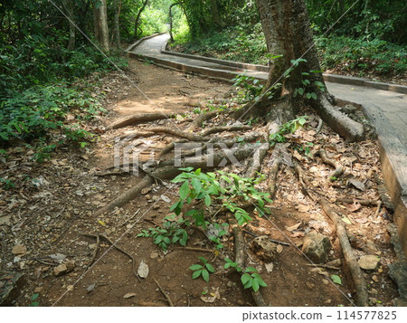 taproot and base of large trees in forests in national parks	 114577825