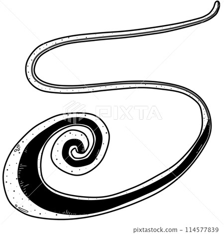 Whipworm created by hand drawing 114577839