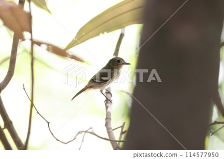 Amazon Black Tyrannical Butterfly Amazon Black Tyrannical Butterfly 114577950