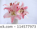 Beautiful lily flower 114577973