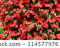 Crowd of red flowers 114577976