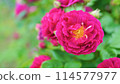 紅玫瑰花 114577977