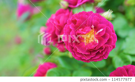 Red Rose Flower Red Rose Flower 114577977