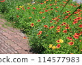 Spring flower bed 114577983