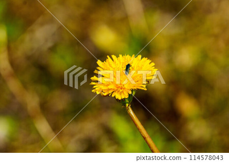 Yellow dandelion flower 114578043