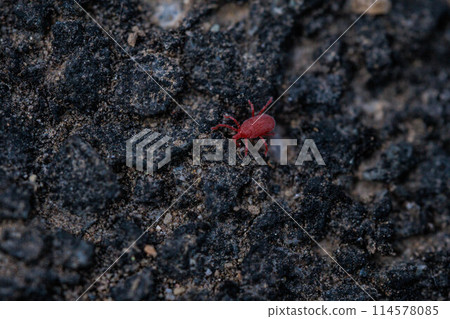 快速移動的紅色 Takara 蜱蟲 114578085