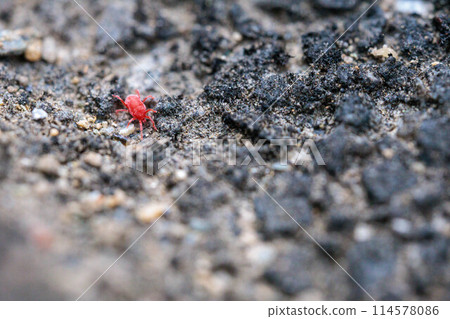 快速移動的紅色 Takara 蜱蟲 114578086