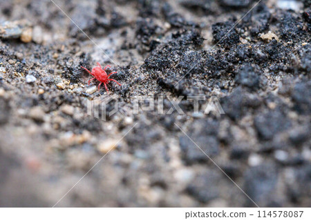 快速移動的紅色 Takara 蜱蟲 114578087