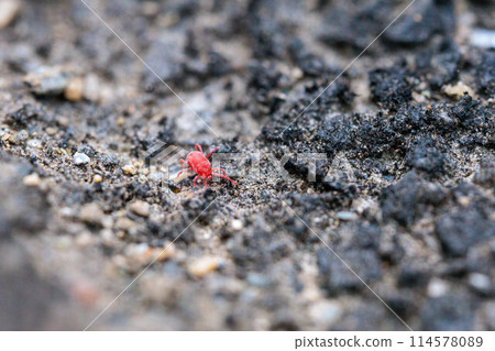 快速移動的紅色 Takara 蜱蟲 114578089