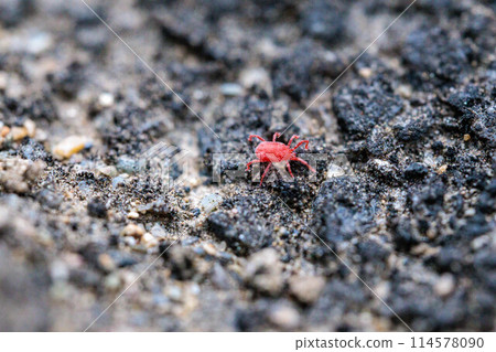 A fast-moving red mites A fast-moving red mites 114578090