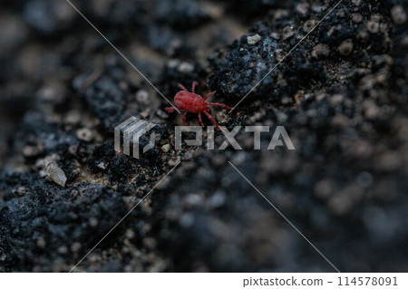 快速移動的紅色 Takara 蜱蟲 114578091