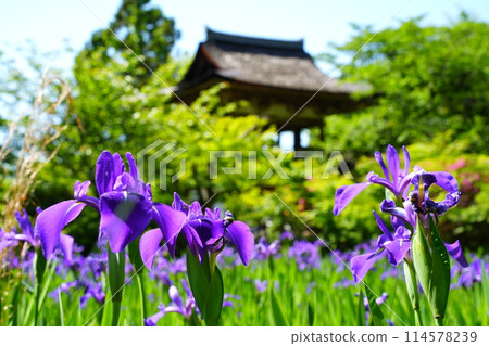 Iris and bell tower gate of Chogakuji Temple Iris and bell tower gate of Chogakuji Temple 114578239