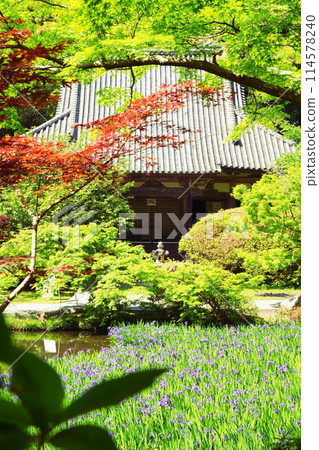 The main hall of Chogakuji Temple and the Japanese iris of the free life pond The main hall of Chogakuji Temple and the Japanese iris of the free life pond 114578240