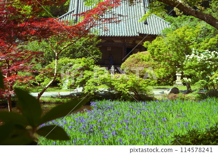 Chogakuji Temple's main hall and irises Chogakuji Temple's main hall and irises 114578241