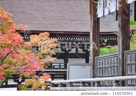 京都鬆尾大社 美麗的秋葉、塔門和參拜殿(京都府京都市西京區) 京都鬆尾大社 美麗的秋葉、塔門和參拜殿(京都府京都市西京區) 114578361