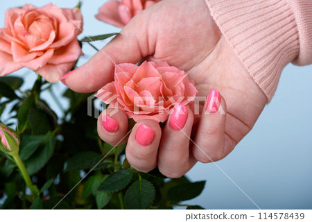 Close-up of a beautiful blooming rosebud in a woman's palm. 114578439