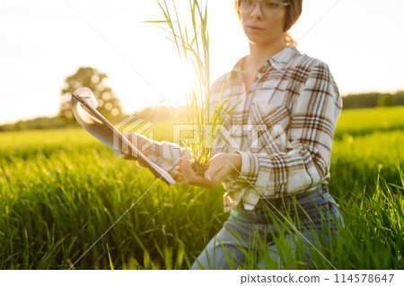 Woman agronomist in field of milled wheat with tablet checks growth of crop. Harvest concept. 114578647