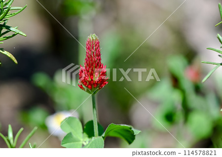 草莓蠟燭 草莓蠟燭 114578821
