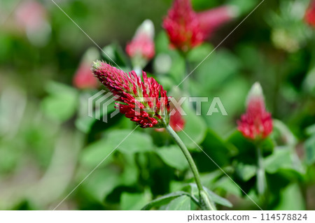 Strawberry candle 114578824