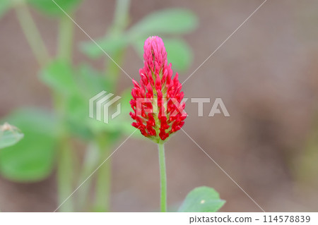 Strawberry candle 114578839