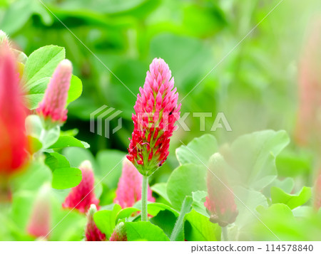 Strawberry candle 114578840