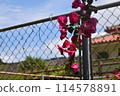 Bougainvillea 114578891