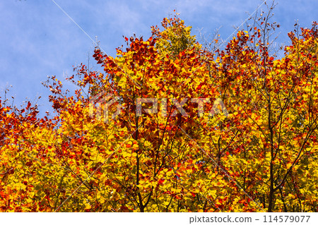 Alfred Nicholas Memorial Gardens in Australia Alfred Nicholas Memorial Gardens in Australia 114579077