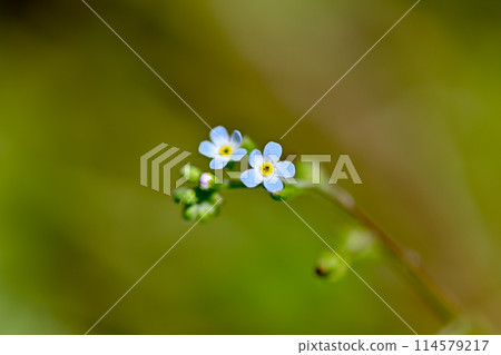 Kyuurigusa Kyuurigusa 114579217