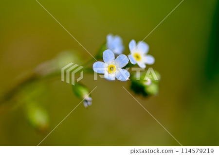 Kyuurigusa Kyuurigusa 114579219