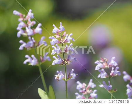 Sage blooming in the spring sunshine 114579346