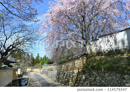 Cherry blossoms bloom along the back approach to the Nigatsudo Hall of the World Heritage site Todaiji Temple 114579347