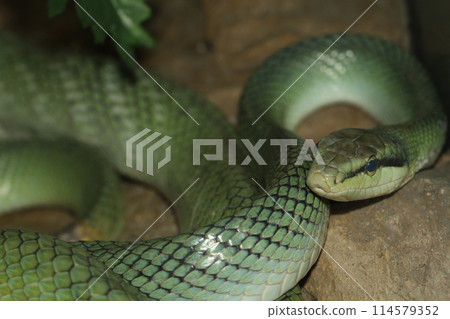 The red tailed rat snake is rest in garden 114579352