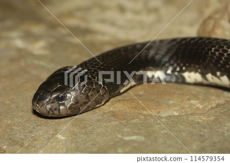 Close up Head the indochinese spitting cobra snake Close up Head the indochinese spitting cobra snake 114579354