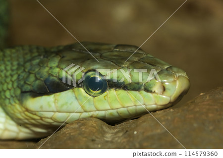 Close up head red tailed rat snake in garden 114579360