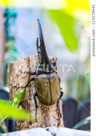 赫拉克勒斯巨型猴子 114579442