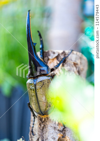 赫拉克勒斯巨型猴子 赫拉克勒斯巨型猴子 114579443