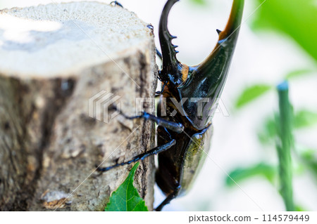 赫拉克勒斯巨型猴子 114579449